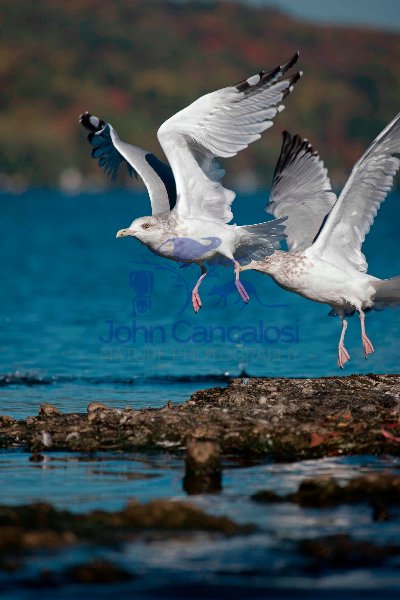 Herring Gulls (Larus argentatus)  - New York - USA