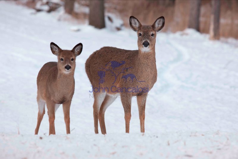 White-tailed deer - Odocoileus virginianus - doe and fawn - New