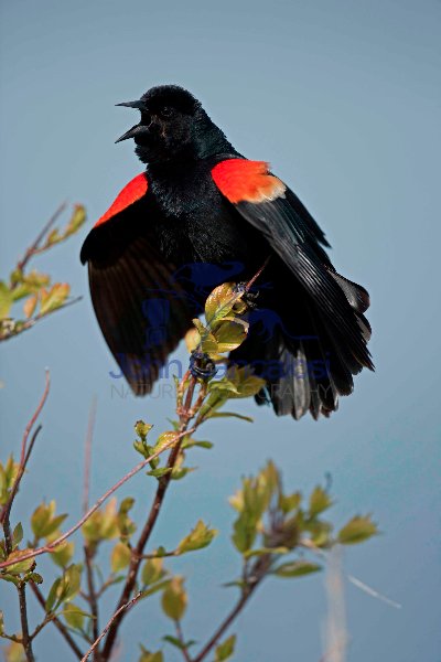 Red-winged Blackbird - (Agelaius phoeniceus) -New York