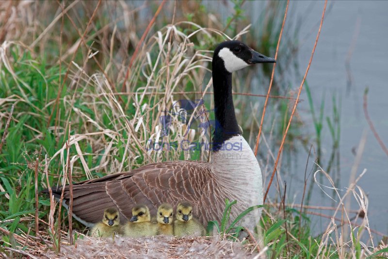Canada Goose (Branta canadensis) - On nest w/Young-NY-USA