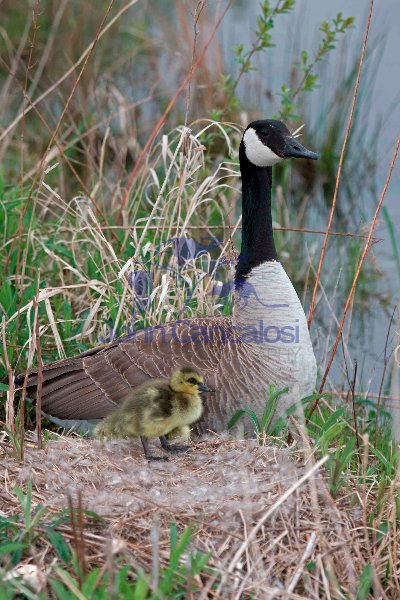 Canada Goose (Branta canadensis) - On nest w/Young-NY-USA