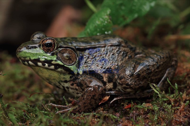Green Frog (Rana clamitans) - New York - USA