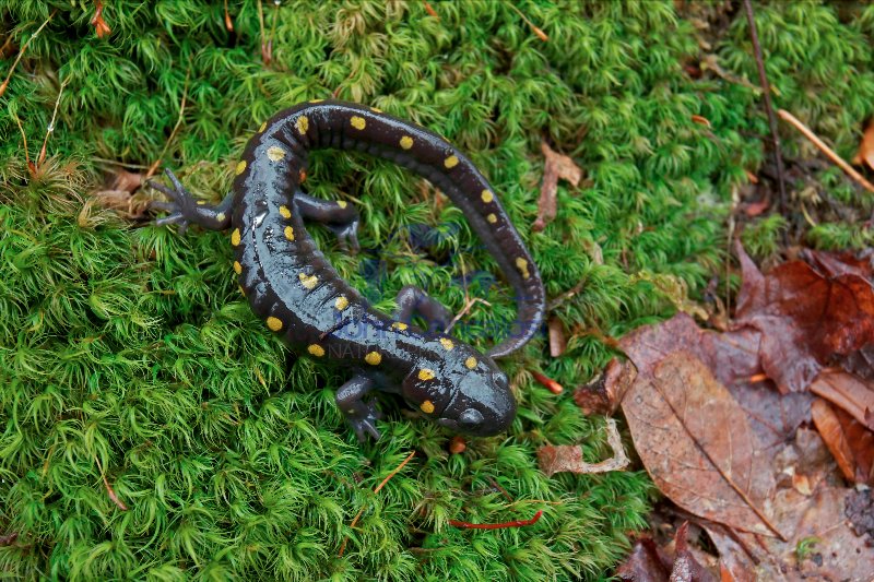 Spotted Salamander (Ambystoma maculatum) - New York - USA