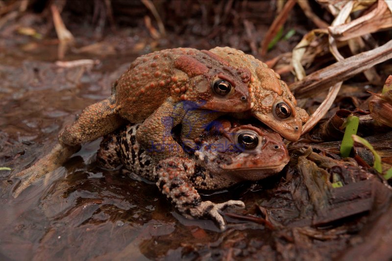 American toads , Bufo americanus , New York