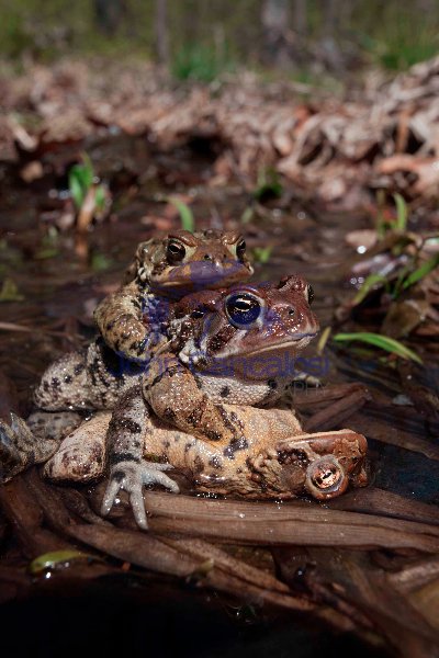 American toads , Bufo americanus , New York