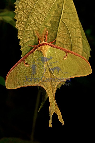 Luna Moth - (Arctias luna) - Newly emerged adult - New York - US