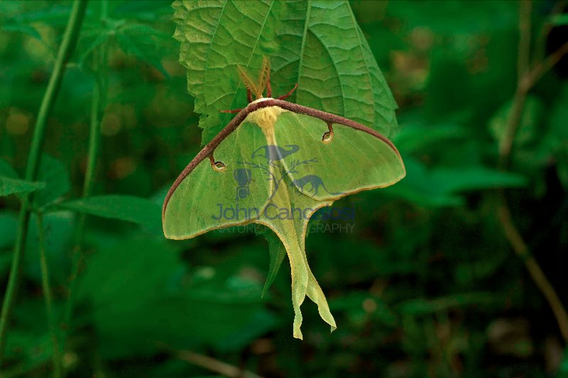 Luna Moth - (Arctias luna) - Newly emerged adult - New York - US