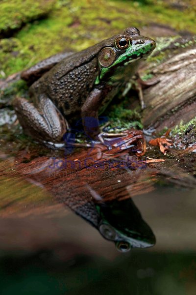 Green Frog - (Rana clamitans) - New York - U.S.A.