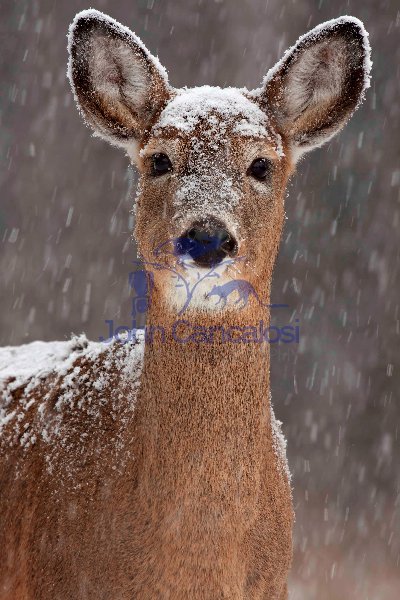 White-tailed deer - Odocoileus virginianus - doe - New York - US