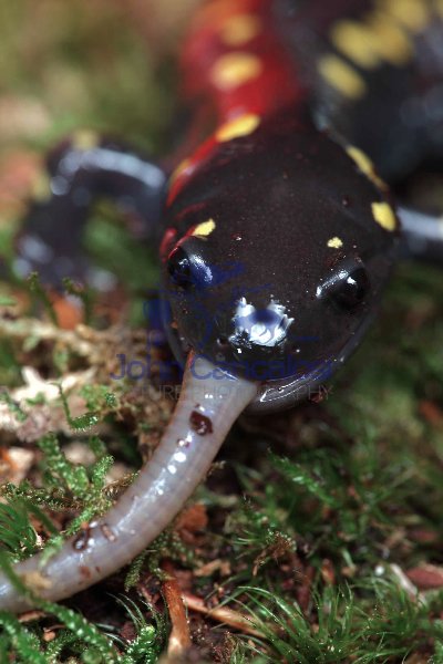 Spotted Salamander Eating (Ambystoma maculatum)  - New York-USA
