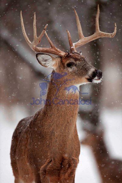White-tailed deer - Odocoileus virginianus - buck - New York - U