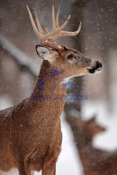 White-tailed deer - Odocoileus virginianus - buck - New York - U