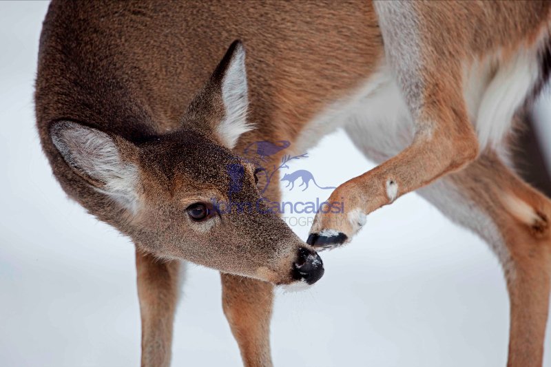 White-tailed deer - Odocoileus virginianus - doe - scratching -