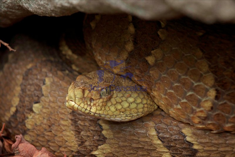 Timber Rattlesnakes - Crotalus horridus - Pennsylvania - U.S.A.