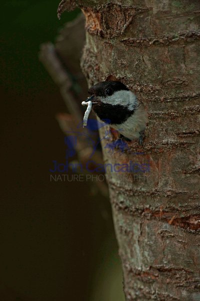 Black-capped Chickadee (Poecile atricapilla) - NY USA
