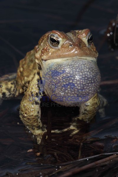 American Toad (Bufo americanus) - New York - USA
