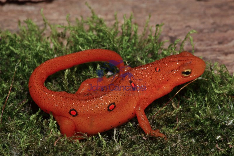 Red Eft - Terrestrial Form of Red -Spotted Newt - NY - USA