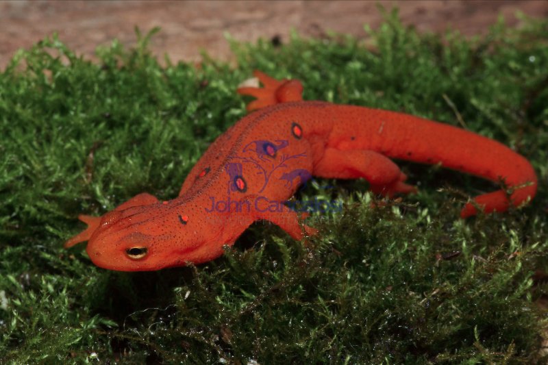 Red Eft - Terrestrial Form of Red -Spotted Newt - NY - USA