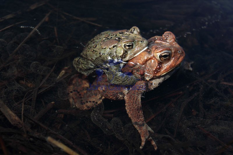 American Toad (Bufo americanus) - Mating - New York - USA
