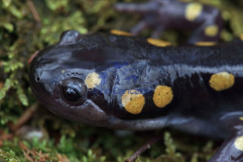 Spotted Salamander (Ambystoma maculatum) - New York USA