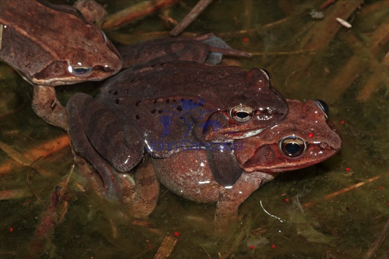 Wood Frogs Mating (Rana sylvatica) - New York - USA