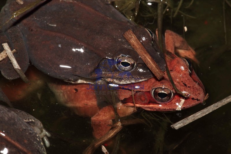 Wood Frog Pair in Amplexus (Rana sylvatica) w/Eggs- NY - USA