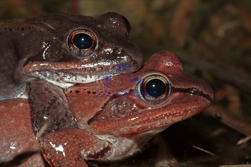 Wood Frog Pair in Amplexus (Rana sylvatica) - New York - USA