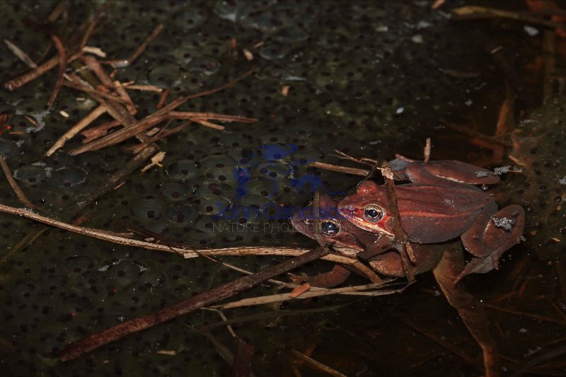 Wood Frog Pair in Amplexus (Rana sylvatica) w/Eggs- NY - USA