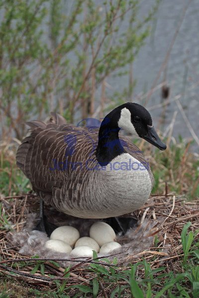 Canada Goose (Branta canadensis) -On Nest with Eggs-NY-USA