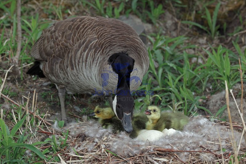 Canada Goose (Branta canadensis) On nest w/young - NY - USA