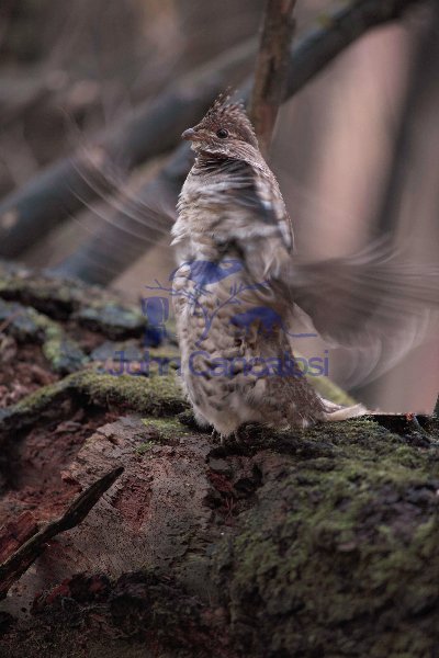 Ruffed Grouse (Bonasa umbellus) - Male Drumming -NY - USA