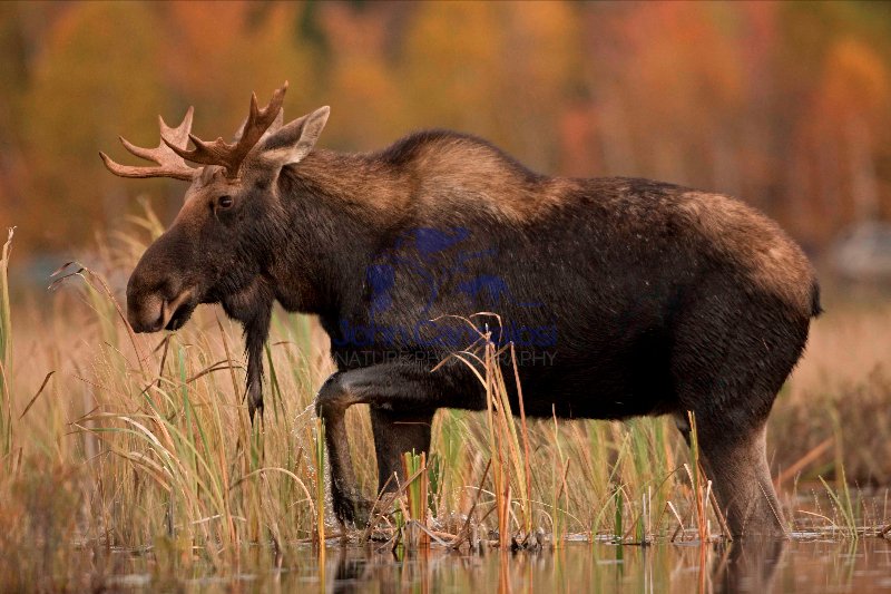 Moose (Alces alces) - Male - Young Bull - New  York - USA