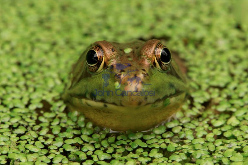 Green Frog - (Rana clamitans) - New York - U.S.A. - in duckweed