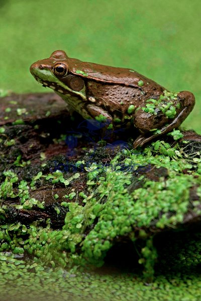 Green Frog - (Rana clamitans) - New York - U.S.A. - in duckweed