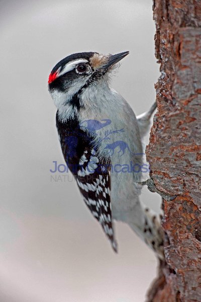 Downy Woodpecker (Picoides pubescens) - New York - USA