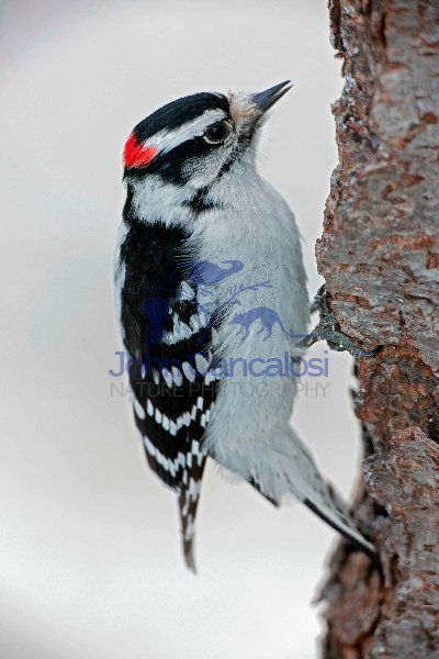 Downy Woodpecker (Picoides pubescens) - New York - USA