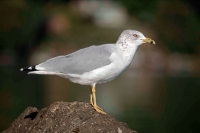 Ring-billed Gull (Larus delawarensis) - New York - USA