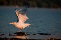 Herring Gull (Larus argentatus)  - New York - USA
