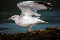 Ring-billed Gull (Larus delawarensis) - New York - USA