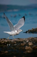 Ring-billed Gull (Larus delawarensis) - New York - USA