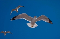 Ring-billed Gull (Larus delawarensis) - New York - USA