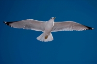 Ring-billed Gull (Larus delawarensis) - New York - USA