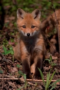 Red Fox (Vulpes vulpes) -formerly Vulpes fulva - New York - USA