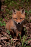 Red Fox (Vulpes vulpes) -formerly Vulpes fulva - New York - USA