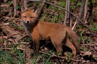 Red Fox (Vulpes vulpes) -formerly Vulpes fulva - New York - USA