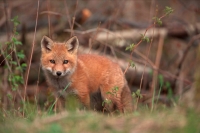 Red Fox (Vulpes vulpes) -formerly Vulpes fulva - New York - USA
