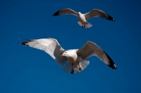 Ring-billed Gull (Larus delawarensis) - New York - USA