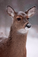 White-tailed deer - Odocoileus virginianus - doe - New York - US