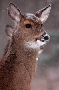 White-tailed deer - Odocoileus virginianus - doe - New York - US