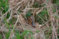 Mallard (Anas platyrhynchos) - Female on nest - NY - USA